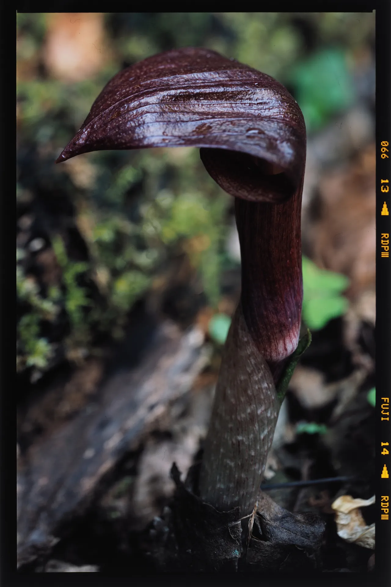 Arisaema ternatipartitum - 三葉天南星